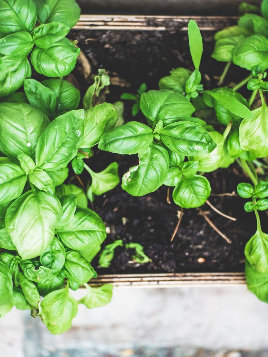 Hacks for Indoor Winter&nbsp;Farming